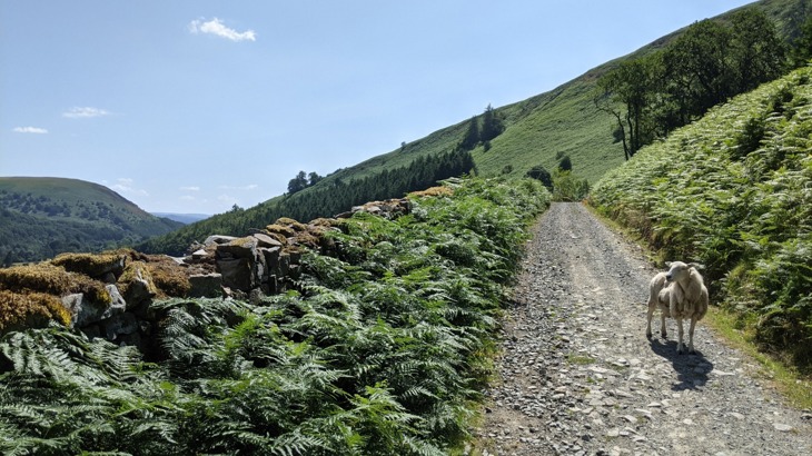 Sheep on a hilly cycling and walking path
