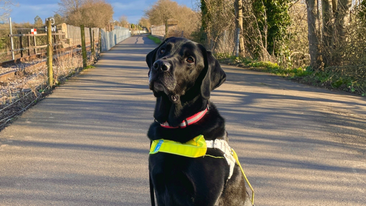 A close up of a black Labrador guide dog called Webbly. He's wearing a guiding harness and sitting posing for the picture on the Bristol Bath Railway Path.