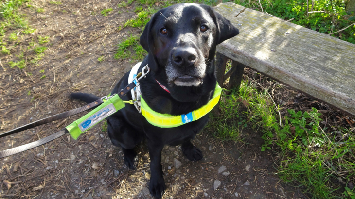 A close up of a black Labrador guide dog called Webbly. He's wearing a guiding harness and sitting beside a bench on the Bristol Bath Railway Path.