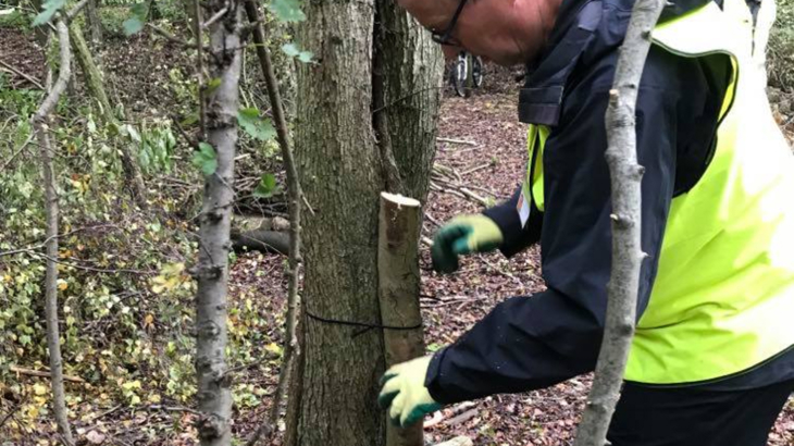 An ecology volunteer wearing hi-vis gloves and a jacket, puts in place a human-made Willow Tit nesting site in a wooded area alongside the Trans Pennine Trail. The volunteer is strapping a small felled tree trunk to a larger living tree with cable ties.