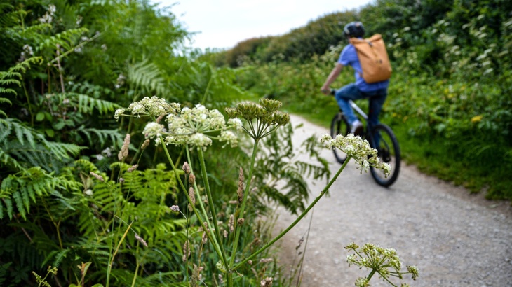 Person on bicycle going through hedge-lined path