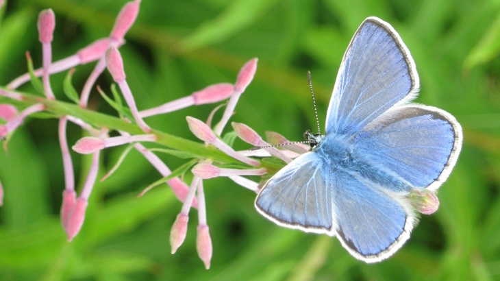 Common Blue Butterfly resting on delicate stem of pink wild flowers.