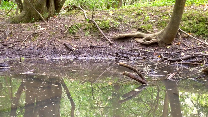 A stagnant pond next to the Bristol and Bath Railway Path filled with dead leaves and branches, with the overhanging trees reflected in the water