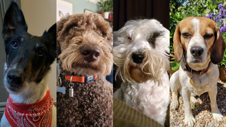 Series of four dog headshots, from left to right, Smooth Fox Terrier (black face, white body), Labradoodle (chocolate), Sealyham Terrier (white) and Beagle (tan and white face, white body).