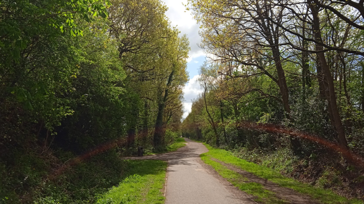 A rural dirt track lined with tall green trees on a sunny day