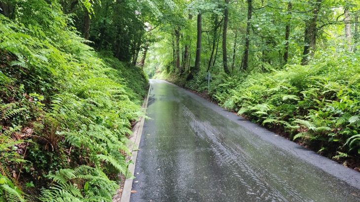 Newly improved route through wooded area with fern covered banks either side. 