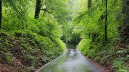 newly improved active travel route, tree lined and lots of greenery either side. 