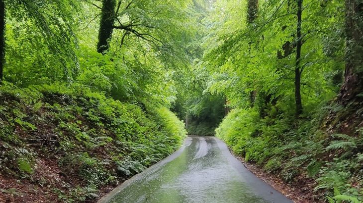 newly improved active travel route, tree lined and lots of greenery either side.