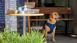 A golden Labrador with its tongue hanging out of its mouth sat outside a cafe in London next to a blackboard with a menu written on it