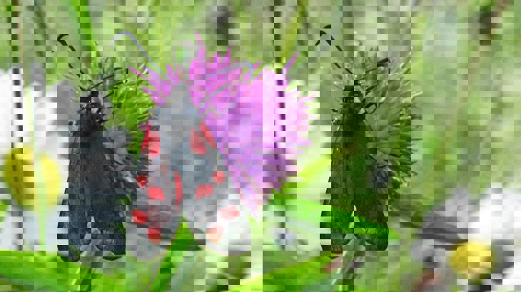 Black butterfly with red spots on purple flower