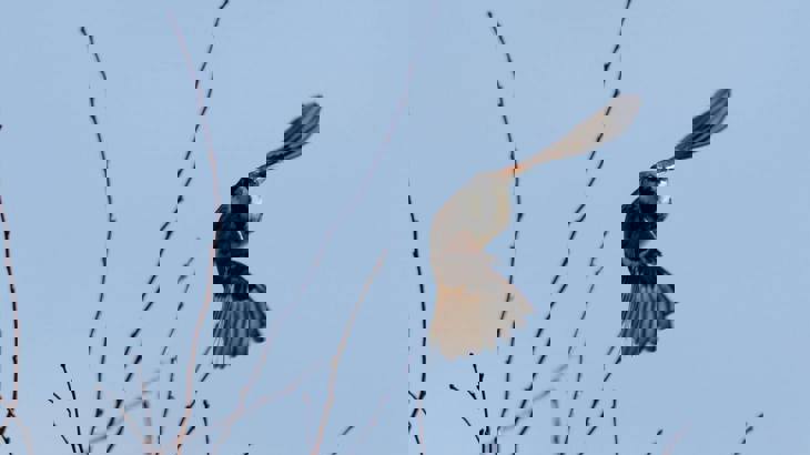 Bird of prey flying past bare tree branches