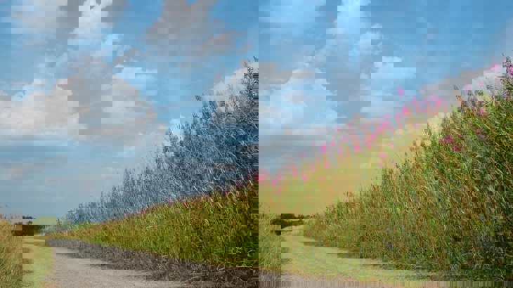 Gravel track lined with tall grass and purple flowers and blue sky above