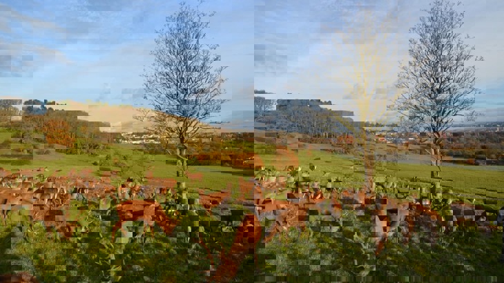 Heard of deer in country park overlooking city