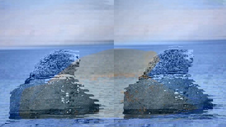 Seal with mottled grey fur lying on rock in the sea