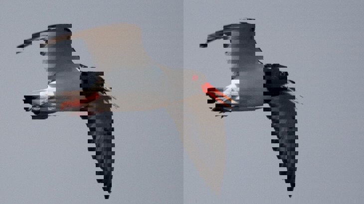 Oystercatcher sea bird with white and black feathers and red beak