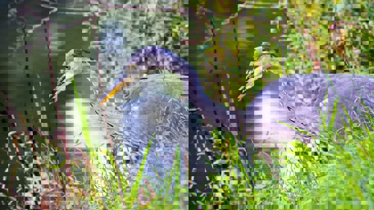 Heron in grass by water