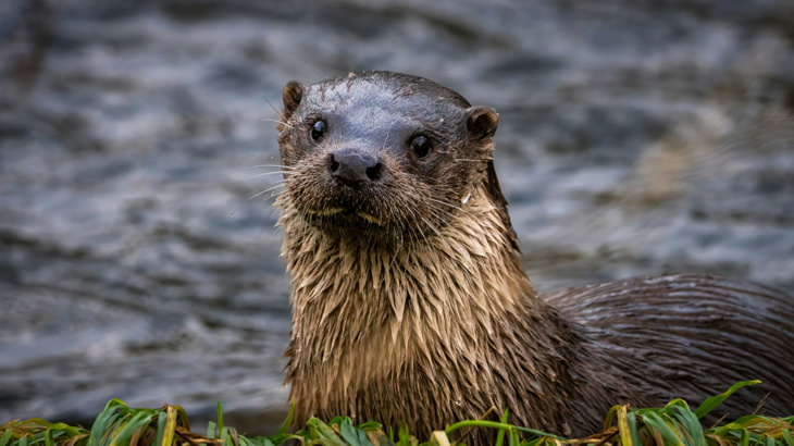 A otter next to a body of water sat in grass looking directly at the camera with wet fur 
