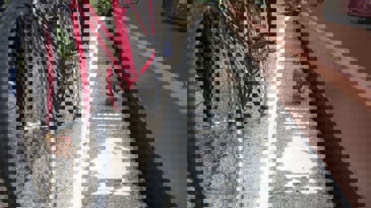 A Low angle image shows a duck walking inside a 'duck lane' painted on a canal path. There is a bike to the left of the path.