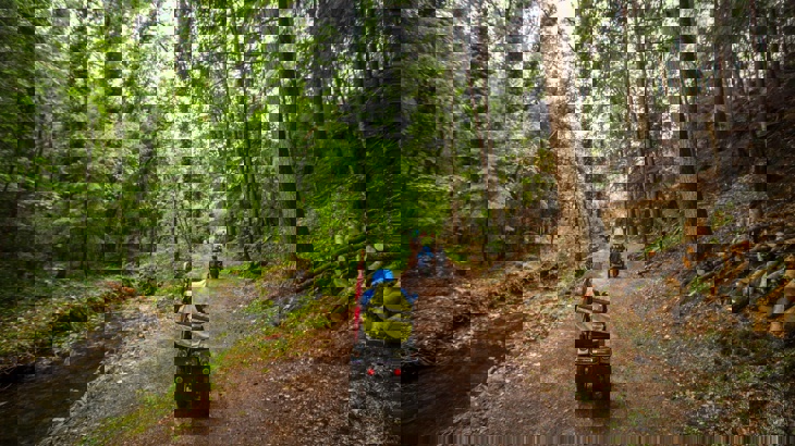 A person in a mobility scooter rides along a wide, flat trail through the woods