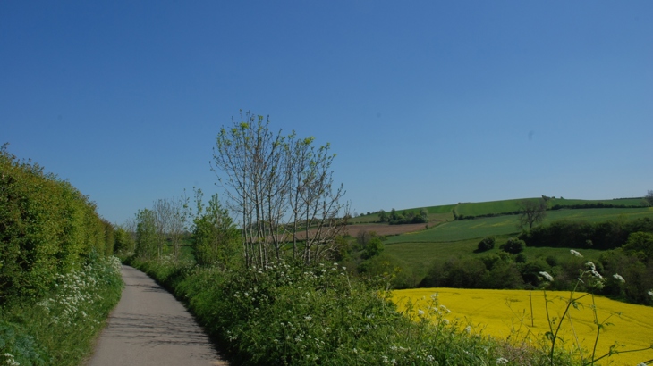 Collier's Way in summer