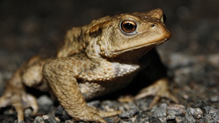 Common toad.