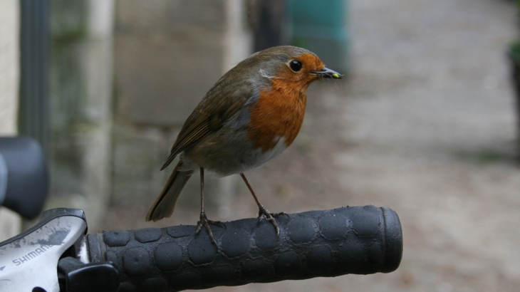 Robin perched on handlebar.