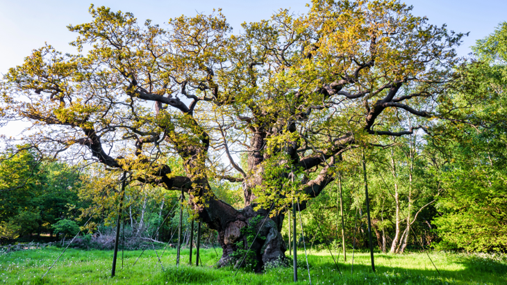 The Major Oak Tree in Sherwood Forest, England, propped up with wooden poles to support the weight.