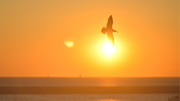 Silhouette of flying bird during sunset