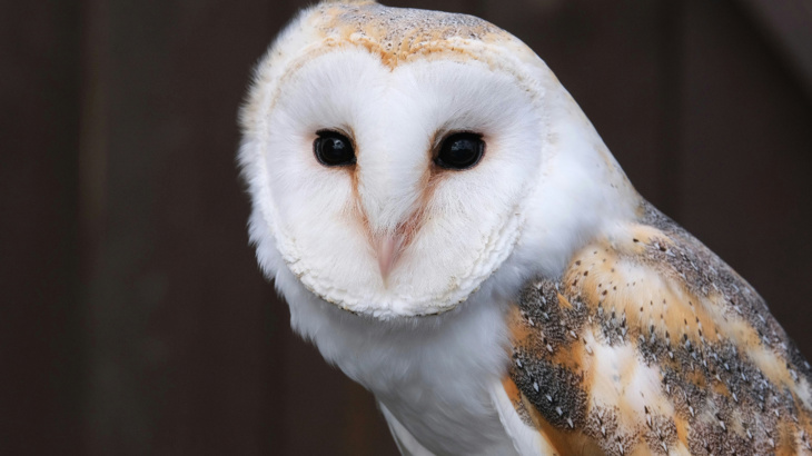 A barn owl looking directly at the camera in a dark setting 