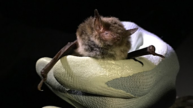 A Daubenton's Bat being held by someone wearing a glove in the dark