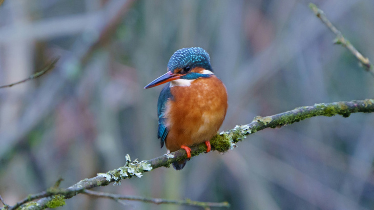 A vibrant blue kingfisher bird with an orange chest sat on a thin, bare branch with its head turned to the side